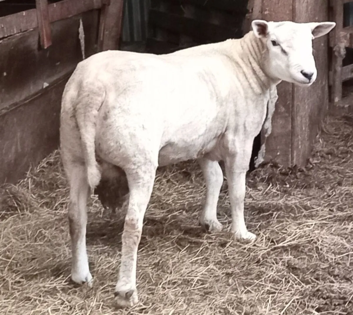 Ram , last years bred. - Image 1