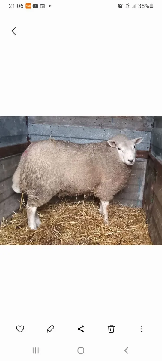 Ram , last years bred. - Image 2