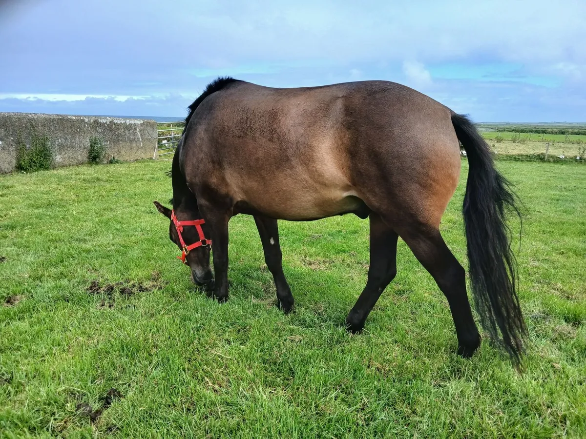 12.2 Gelding out of derryronane hans stallion - Image 4