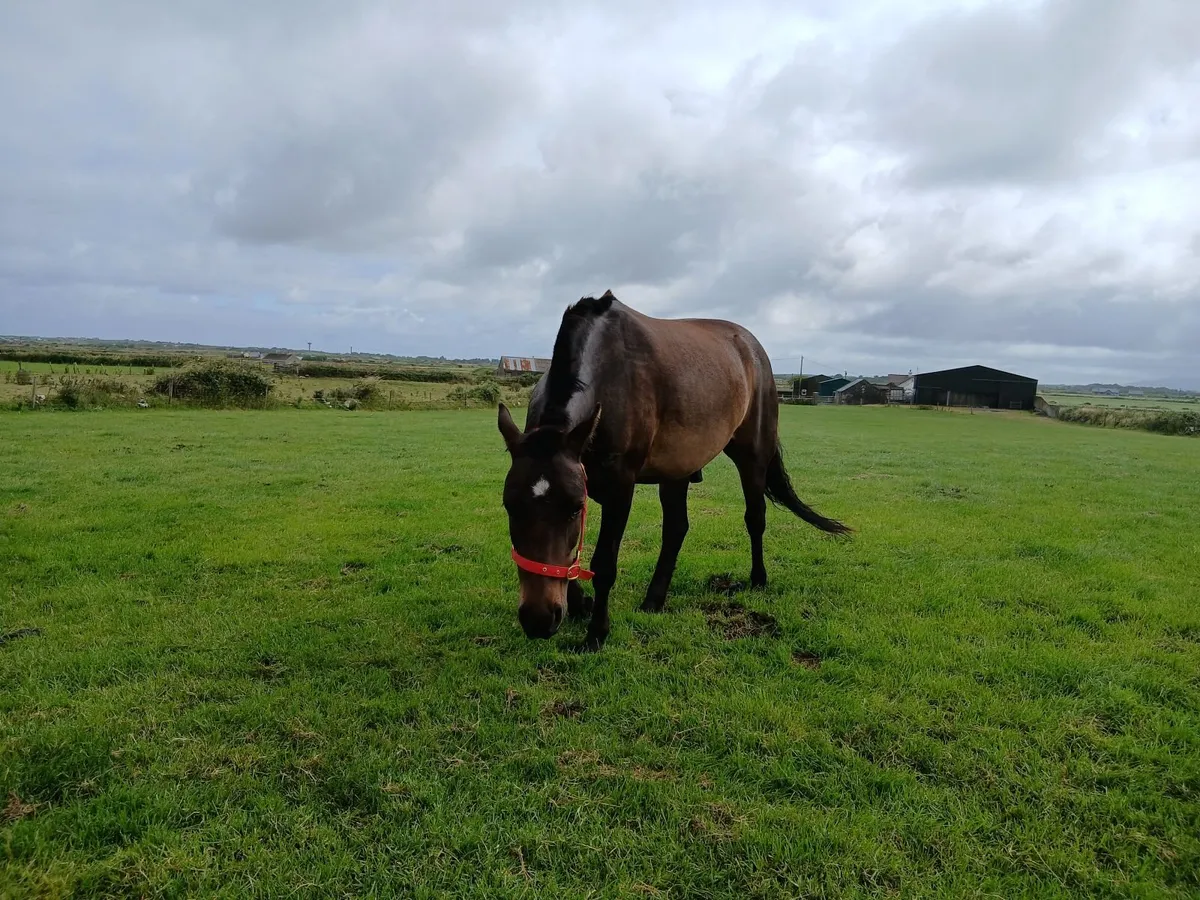 12.2 Gelding out of derryronane hans stallion - Image 3