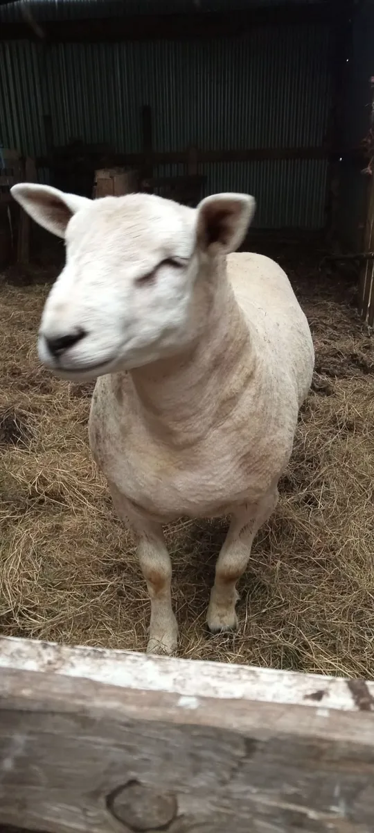 Ram , last years bred. - Image 3