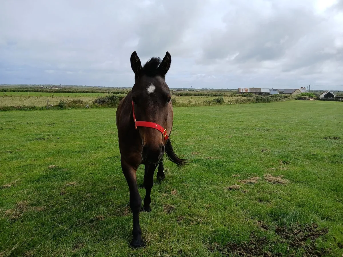 12.2 Gelding out of derryronane hans stallion - Image 1