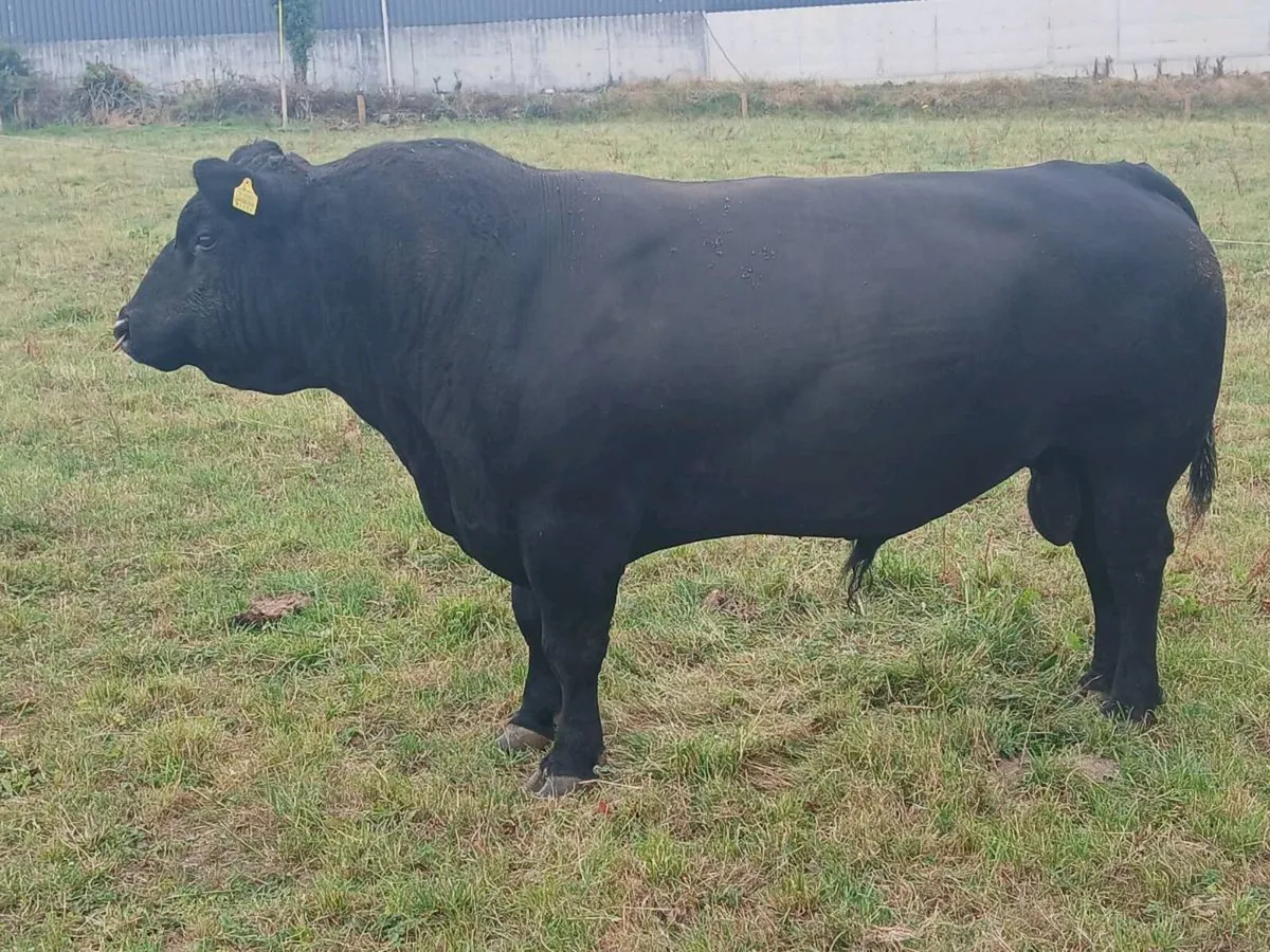Aberdeen Angus bull - Image 2
