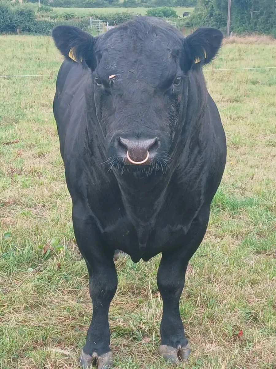 Aberdeen Angus bull - Image 3