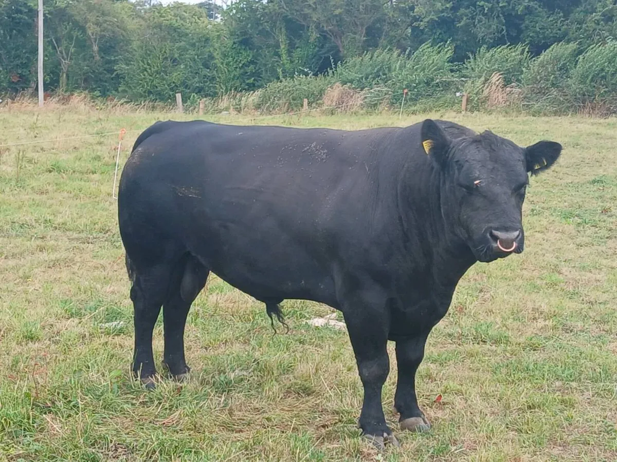 Aberdeen Angus bull - Image 4