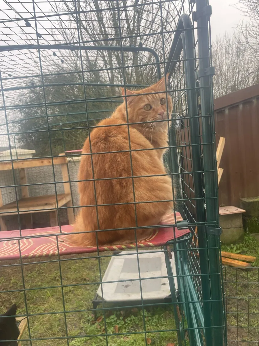 Catio - cat enclosure - Image 4