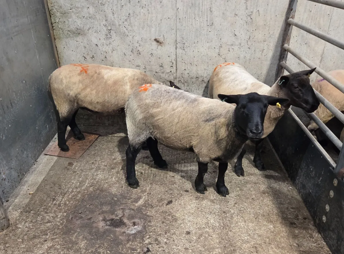Breeding Sheep, Store Lambs, Fat Sheep, & Online - Image 2