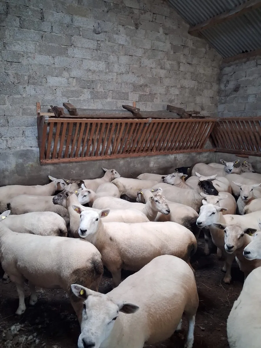 Sheep - Image 1