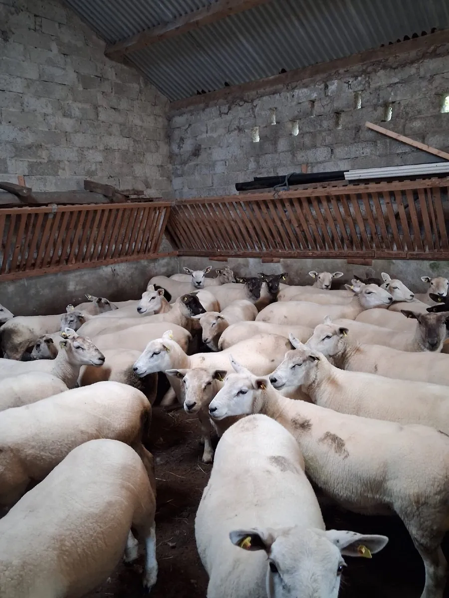 Sheep - Image 2