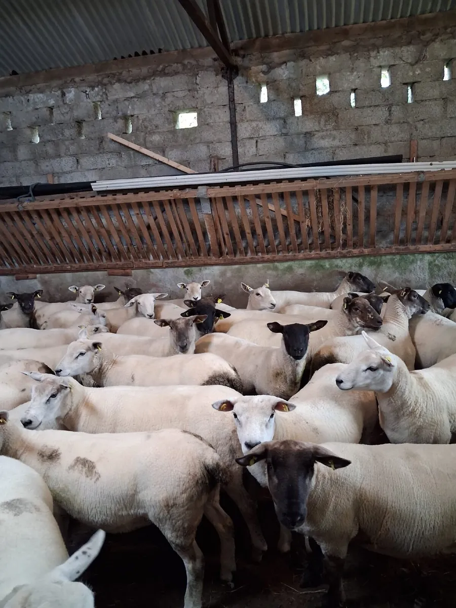 Sheep - Image 3