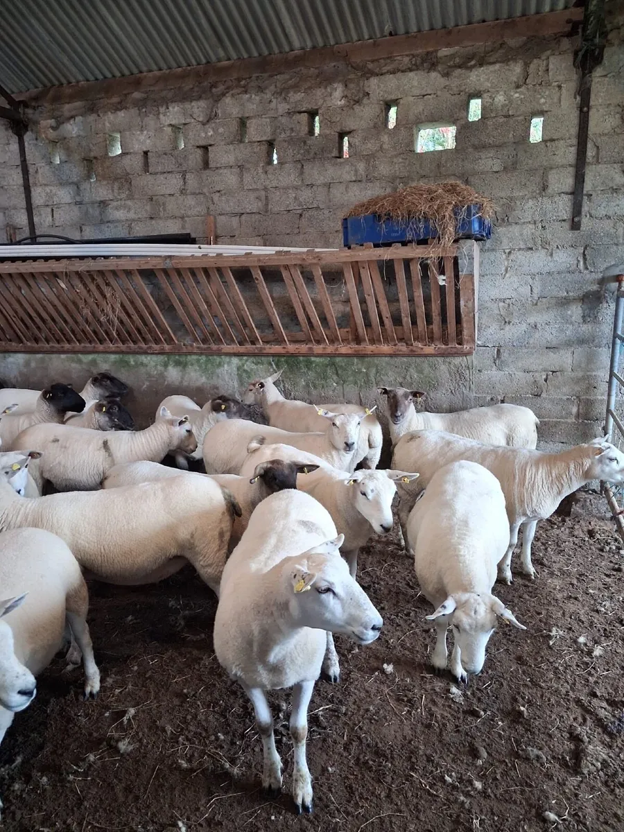 Sheep - Image 4