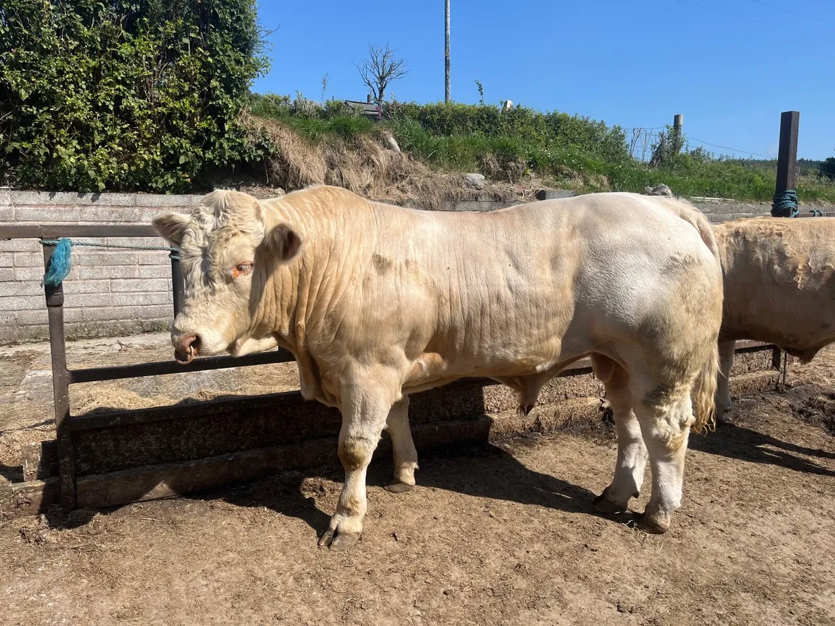 ⭐️ Charolais Bull ⭐️ - Image 3