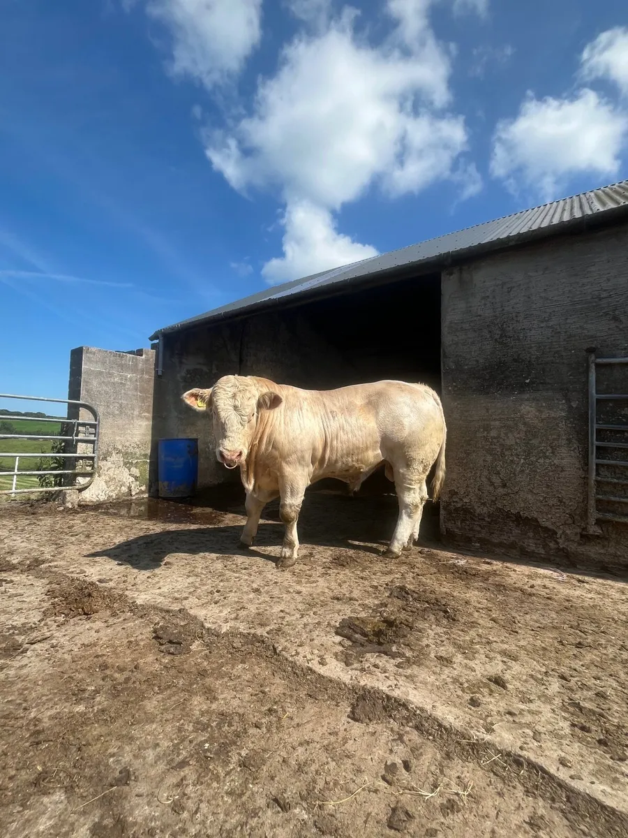 ⭐️ Charolais Bull ⭐️ - Image 2