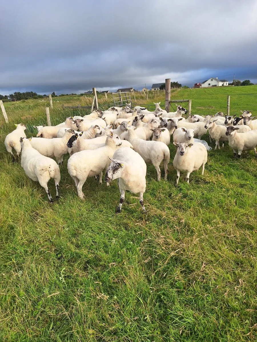Ewe Hoggetts for Sale - Image 1