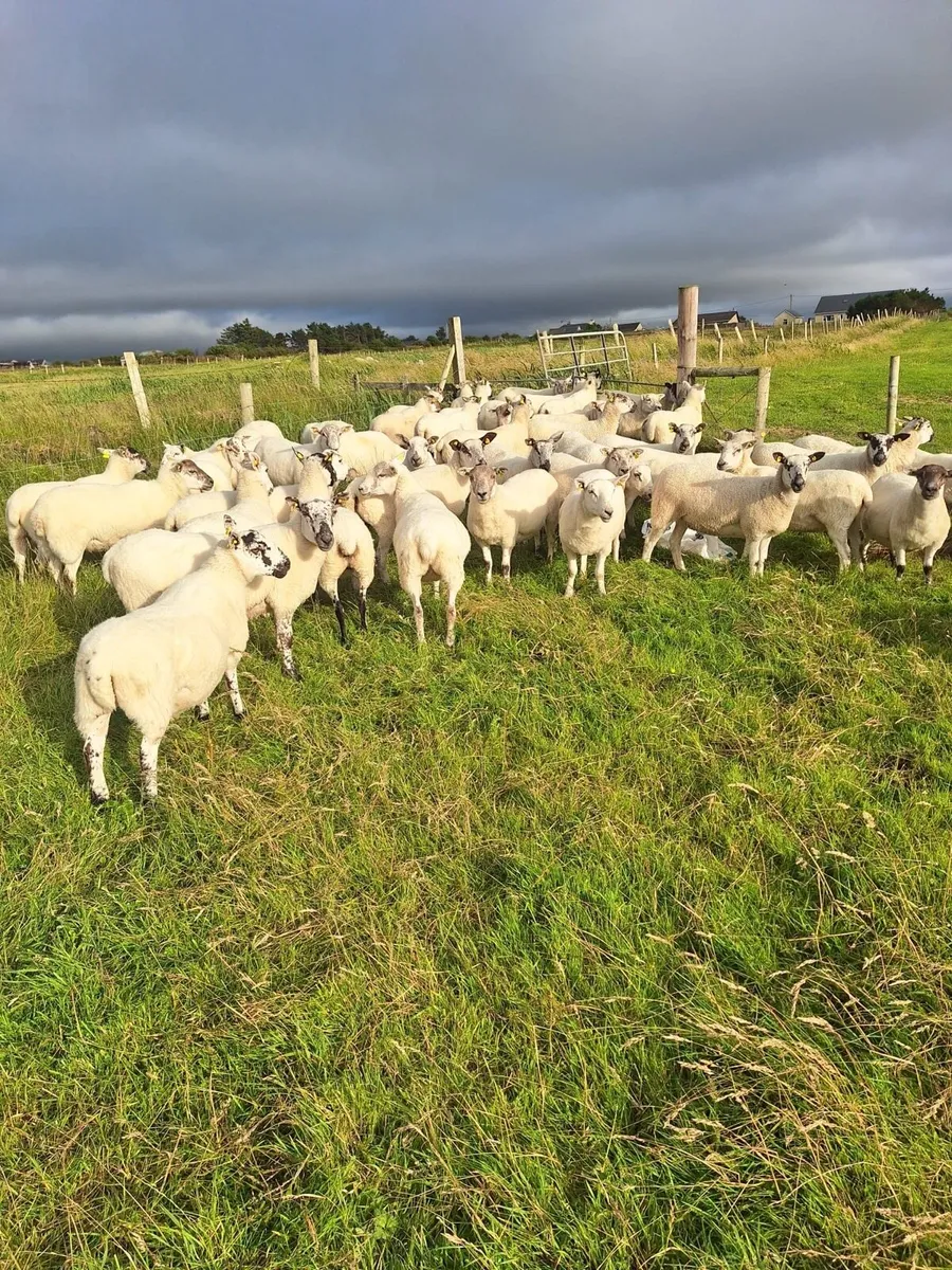Ewe Hoggetts for Sale - Image 2