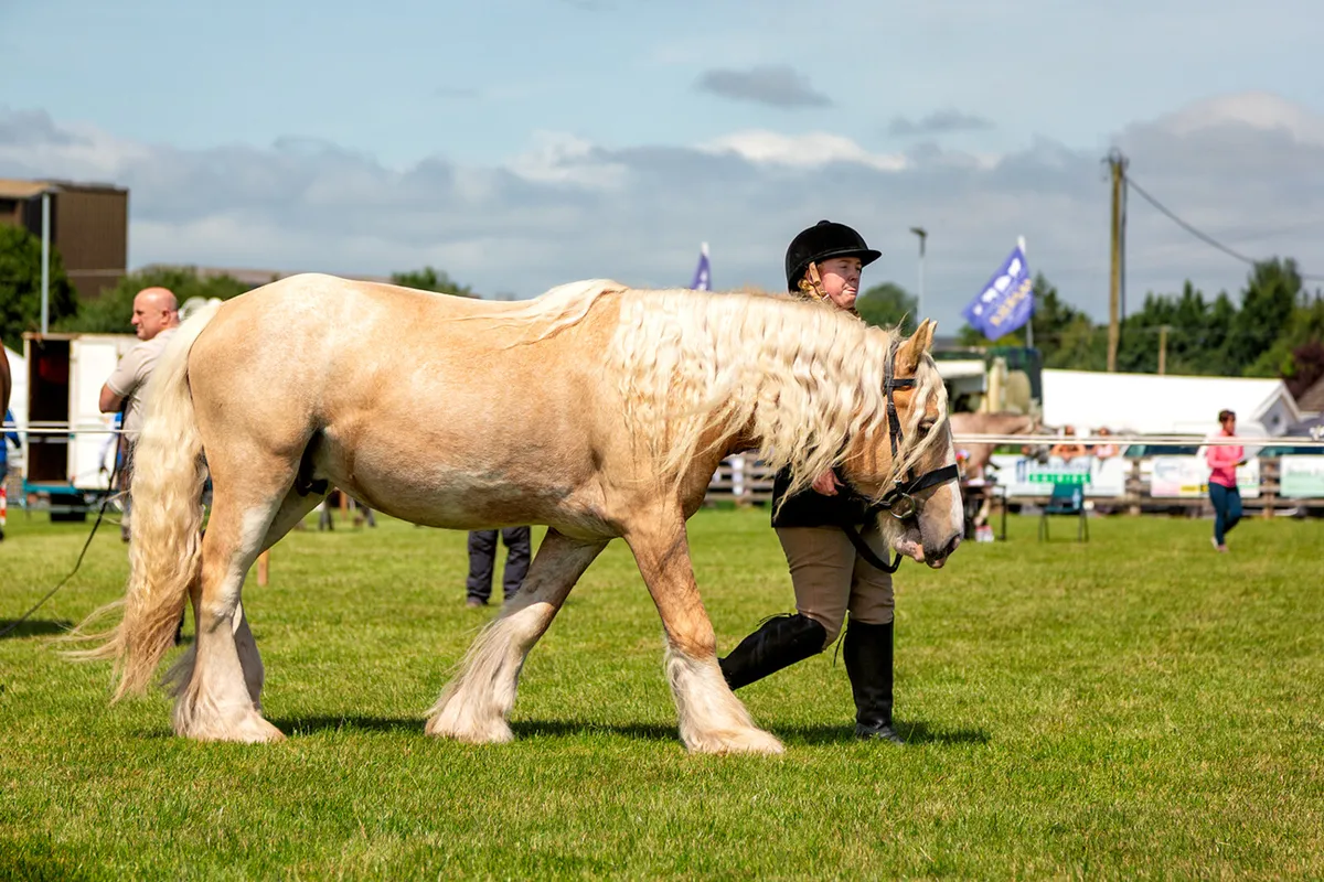 Cob - Image 1