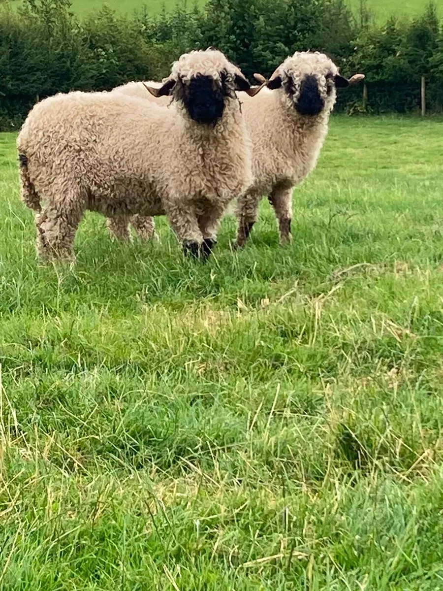 Valais Blacknose - Image 2