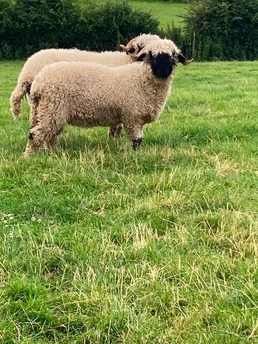 Valais Blacknose - Image 1