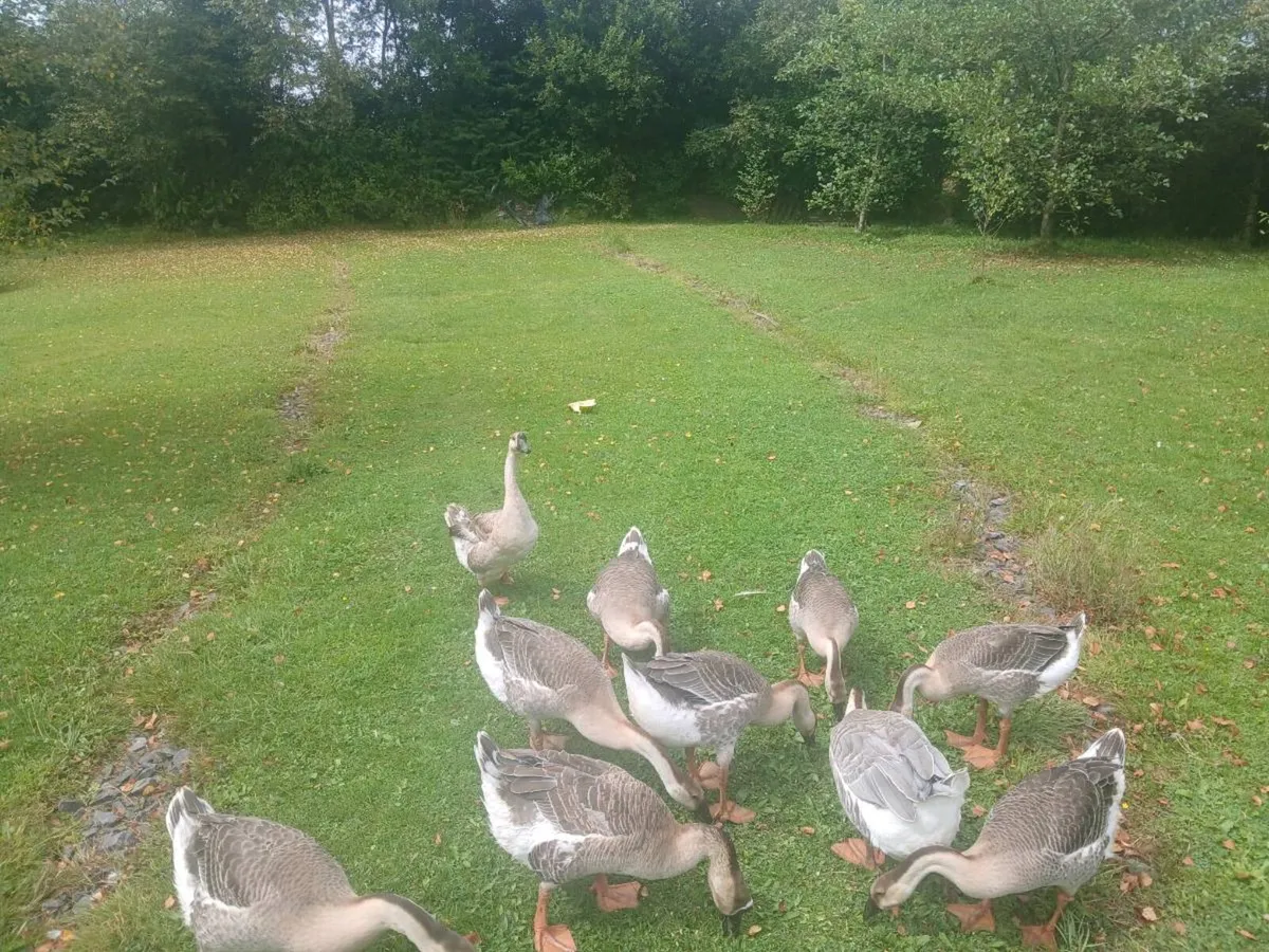 Brown chinese geese - Image 2