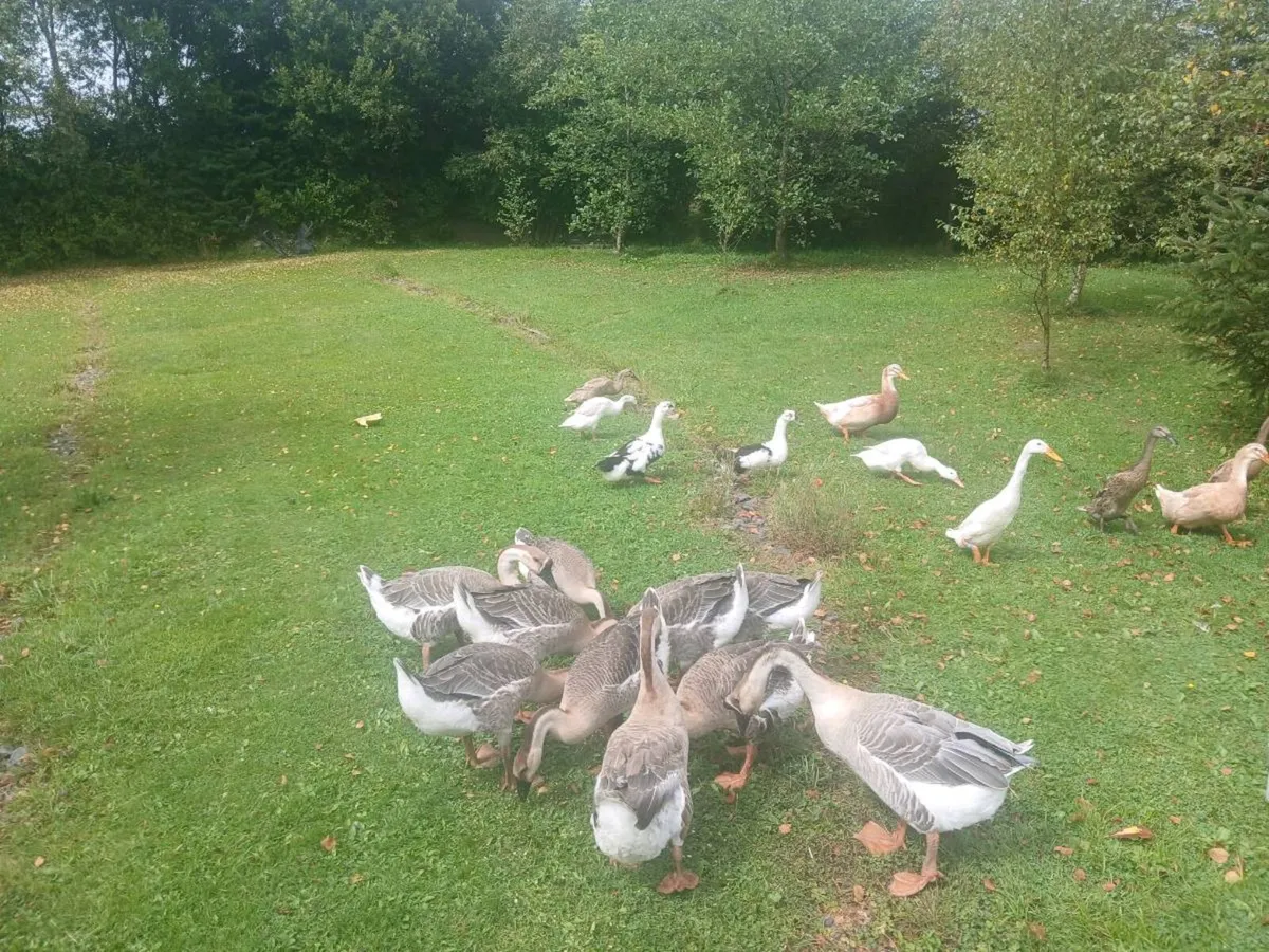 Brown chinese geese - Image 3