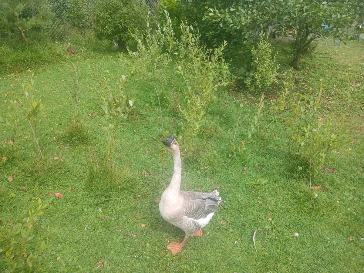 Brown chinese geese - Image 4