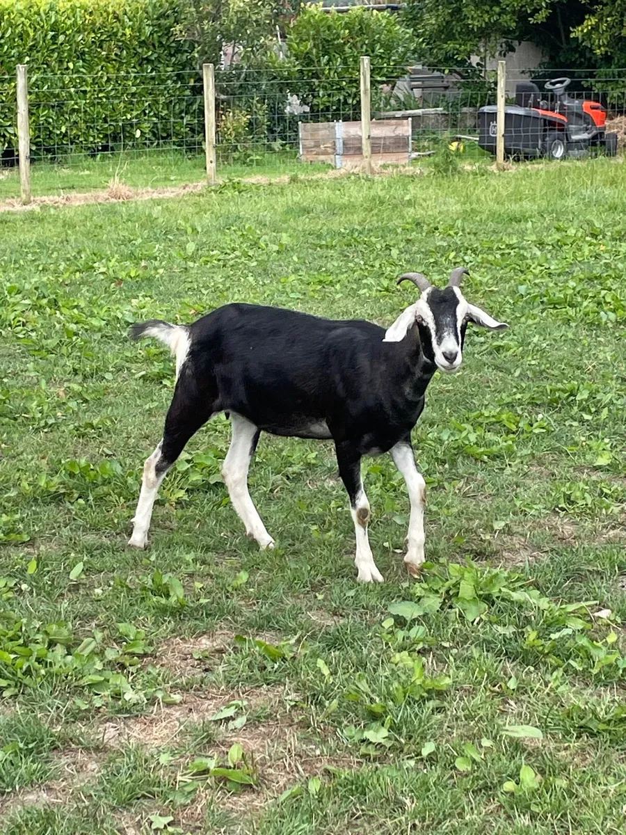 Yearling goat - Image 1