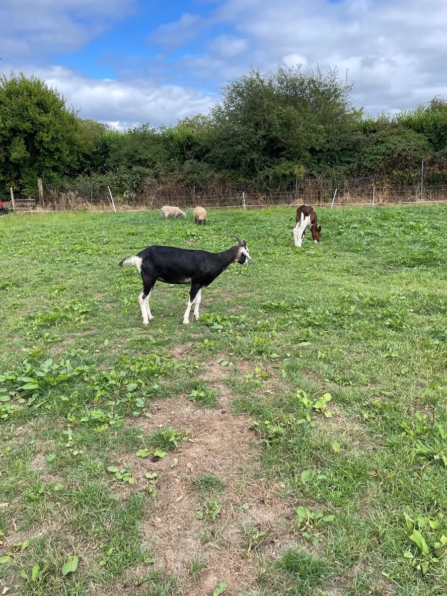 Yearling goat - Image 2