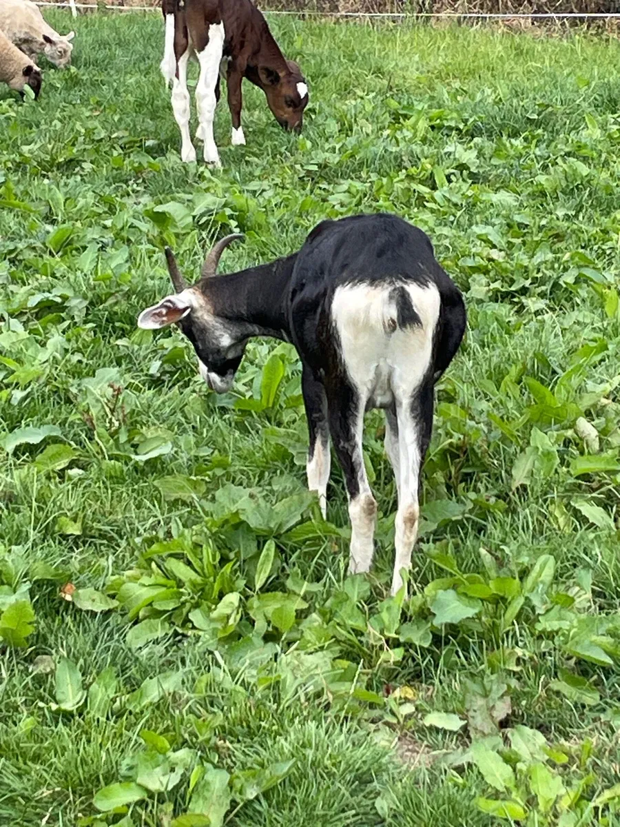 Yearling goat - Image 3