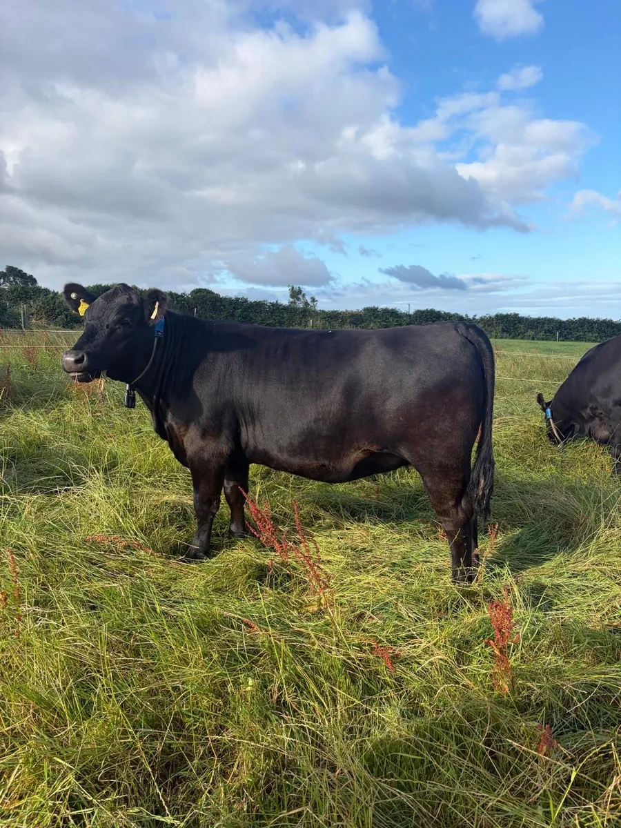 PBR Angus cow/calf and in-calf heifer - Image 1