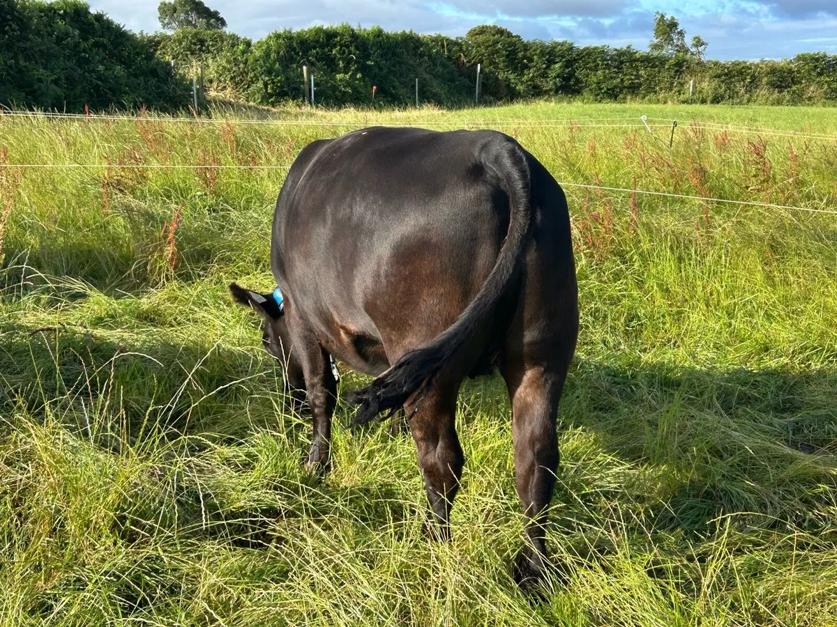 PBR Angus cow/calf and in-calf heifer - Image 2
