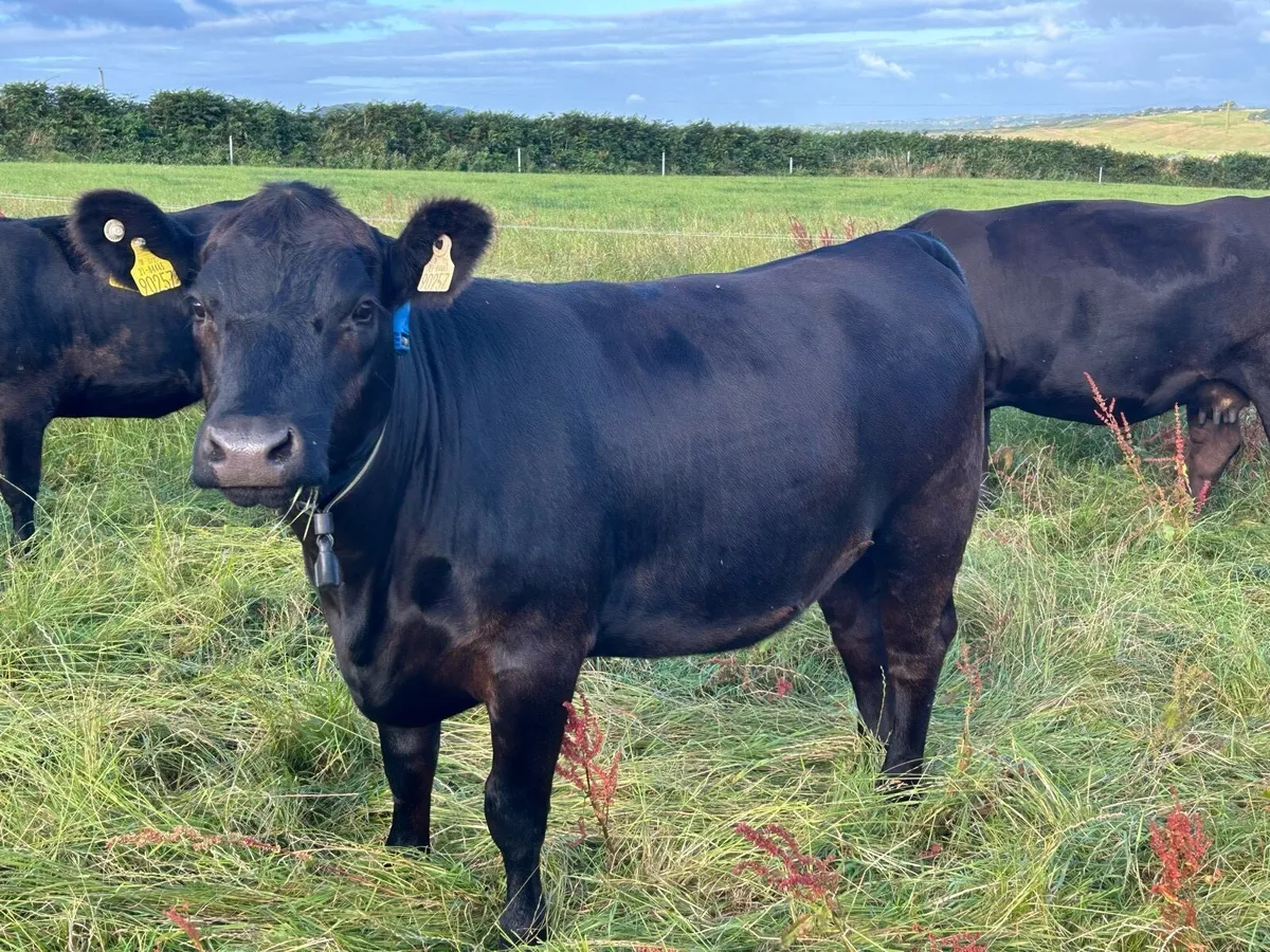 PBR Angus cow/calf and in-calf heifer - Image 3