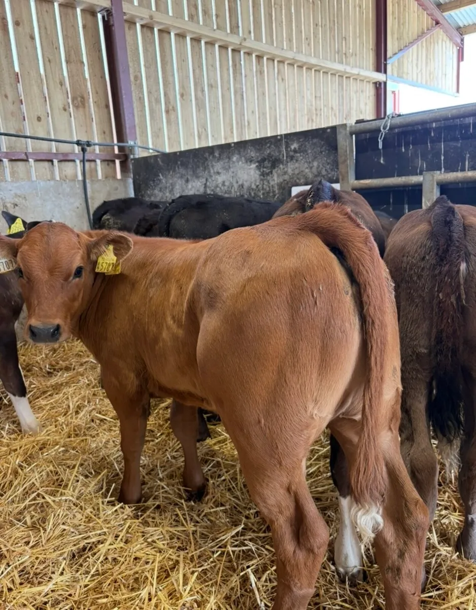 10 super top quality 150kg continental heifers - Image 1