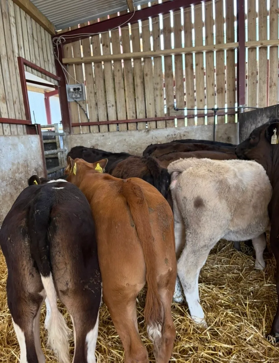 10 super top quality 150kg continental heifers - Image 2
