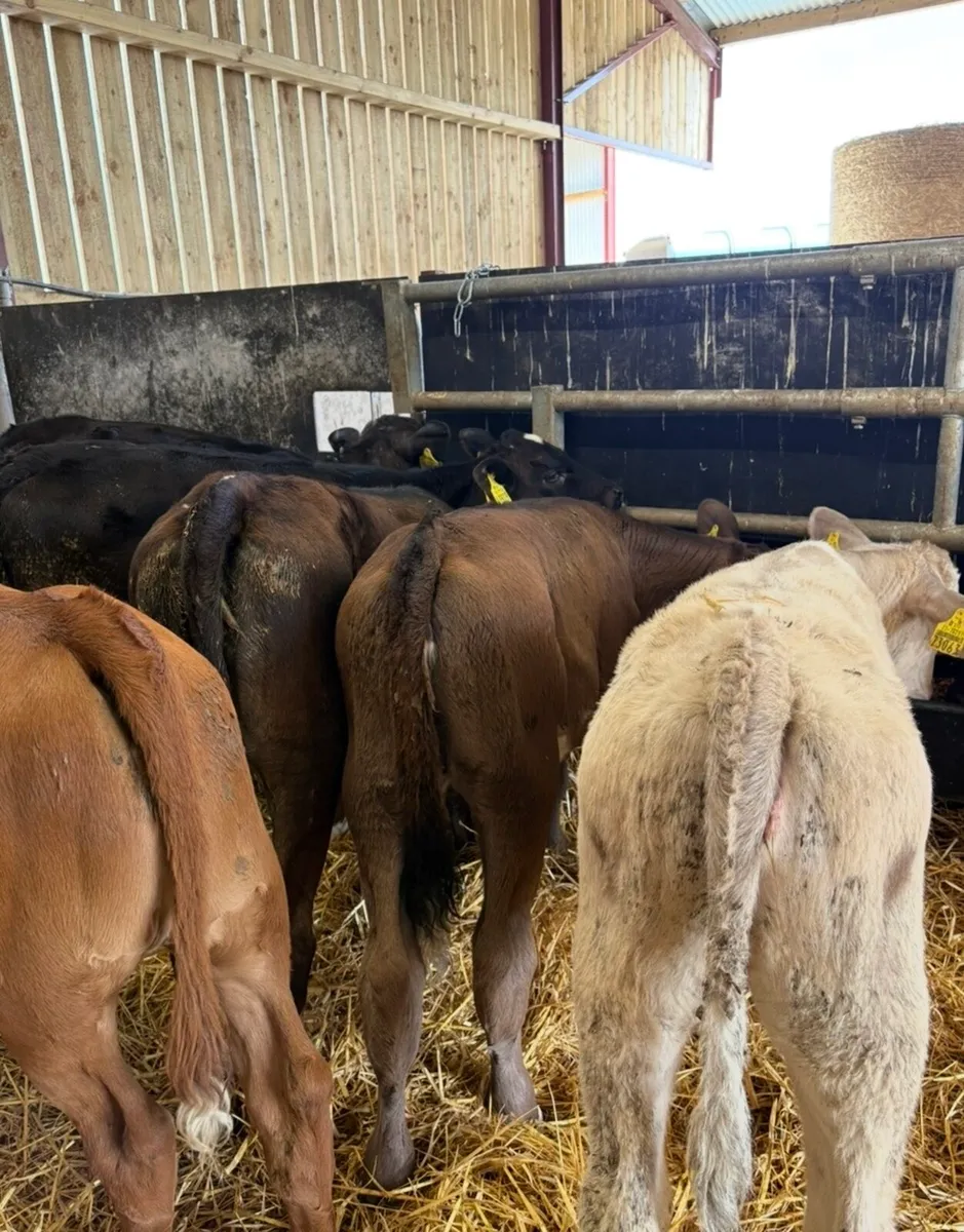 10 super top quality 150kg continental heifers - Image 3