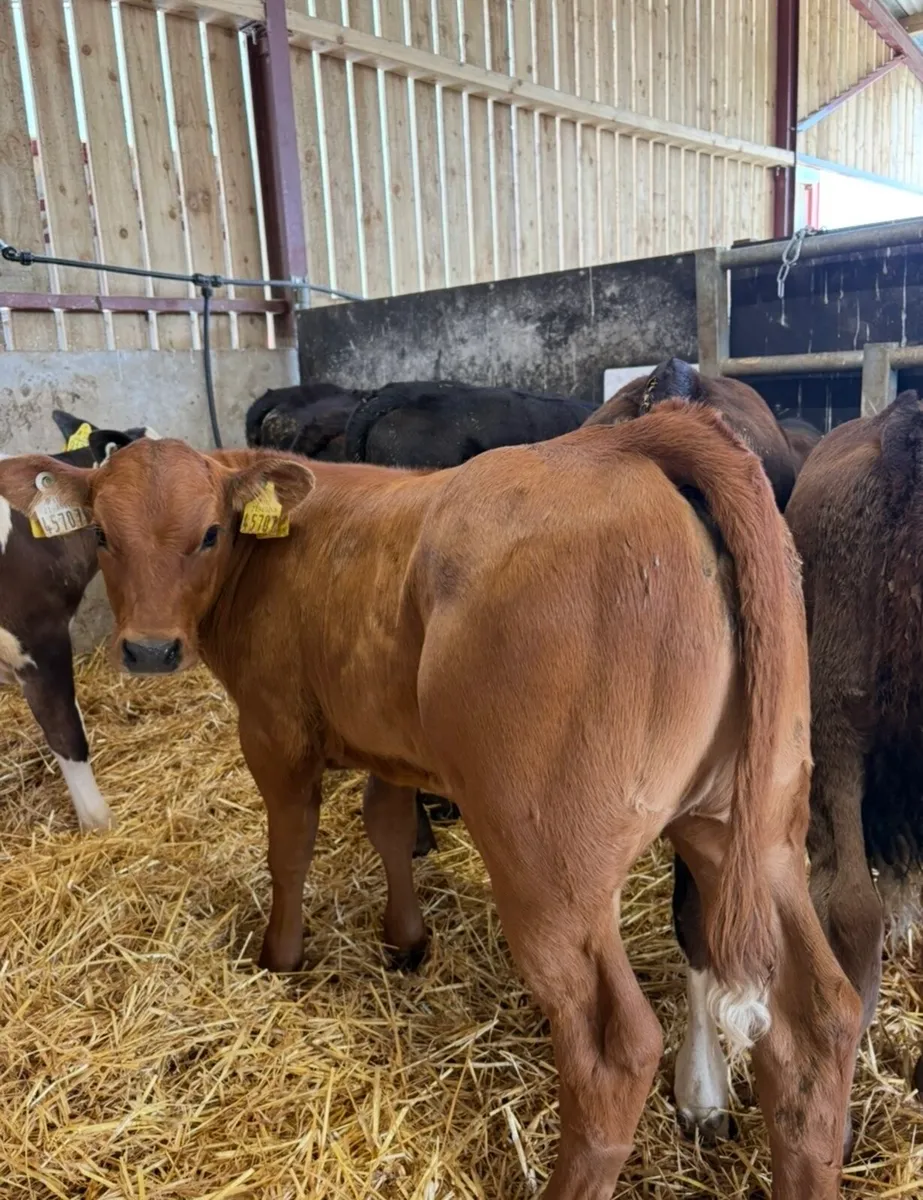10 super top quality 150kg continental heifers - Image 4