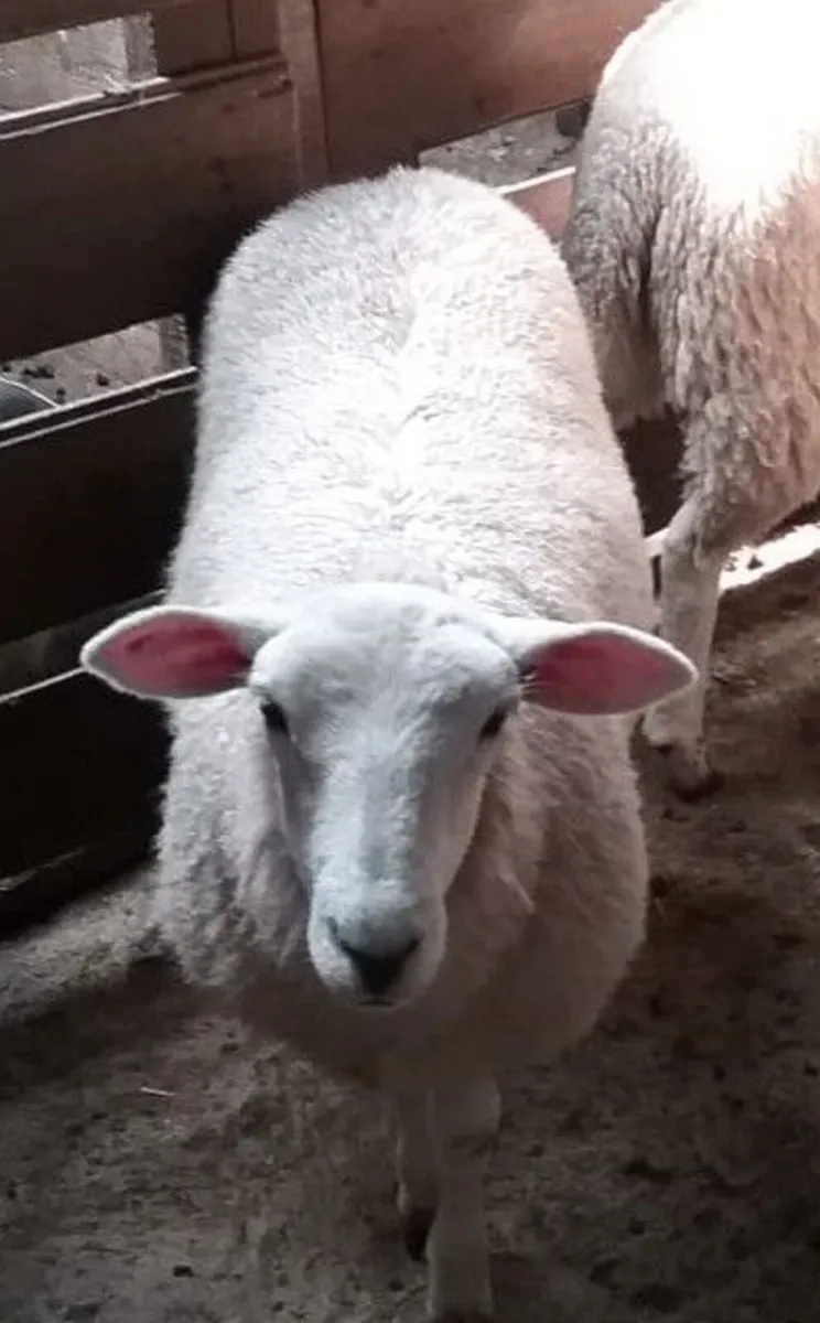 Lleyn store ewe lambs - Image 1