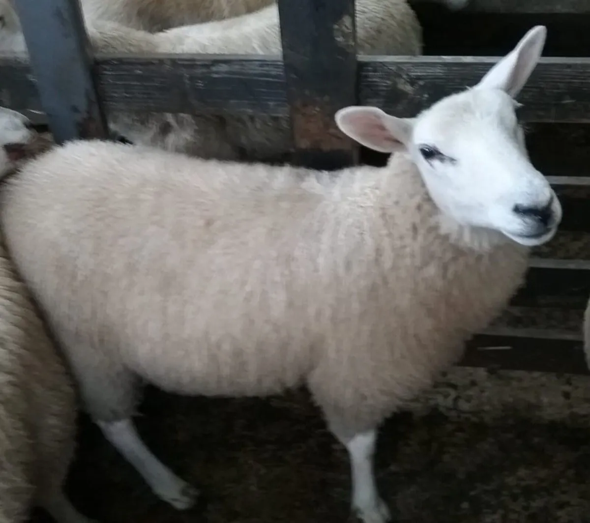 Lleyn store ewe lambs - Image 2