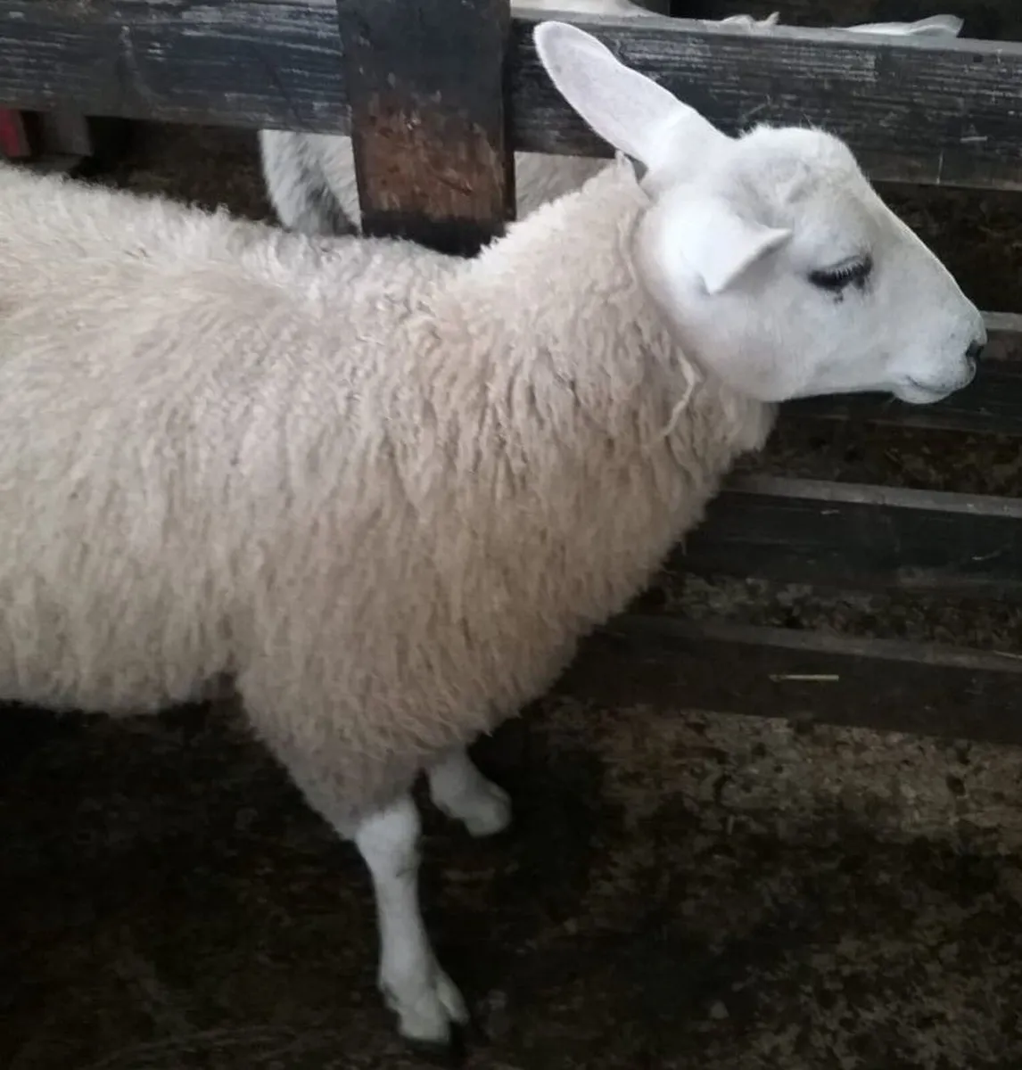 Lleyn store ewe lambs - Image 3