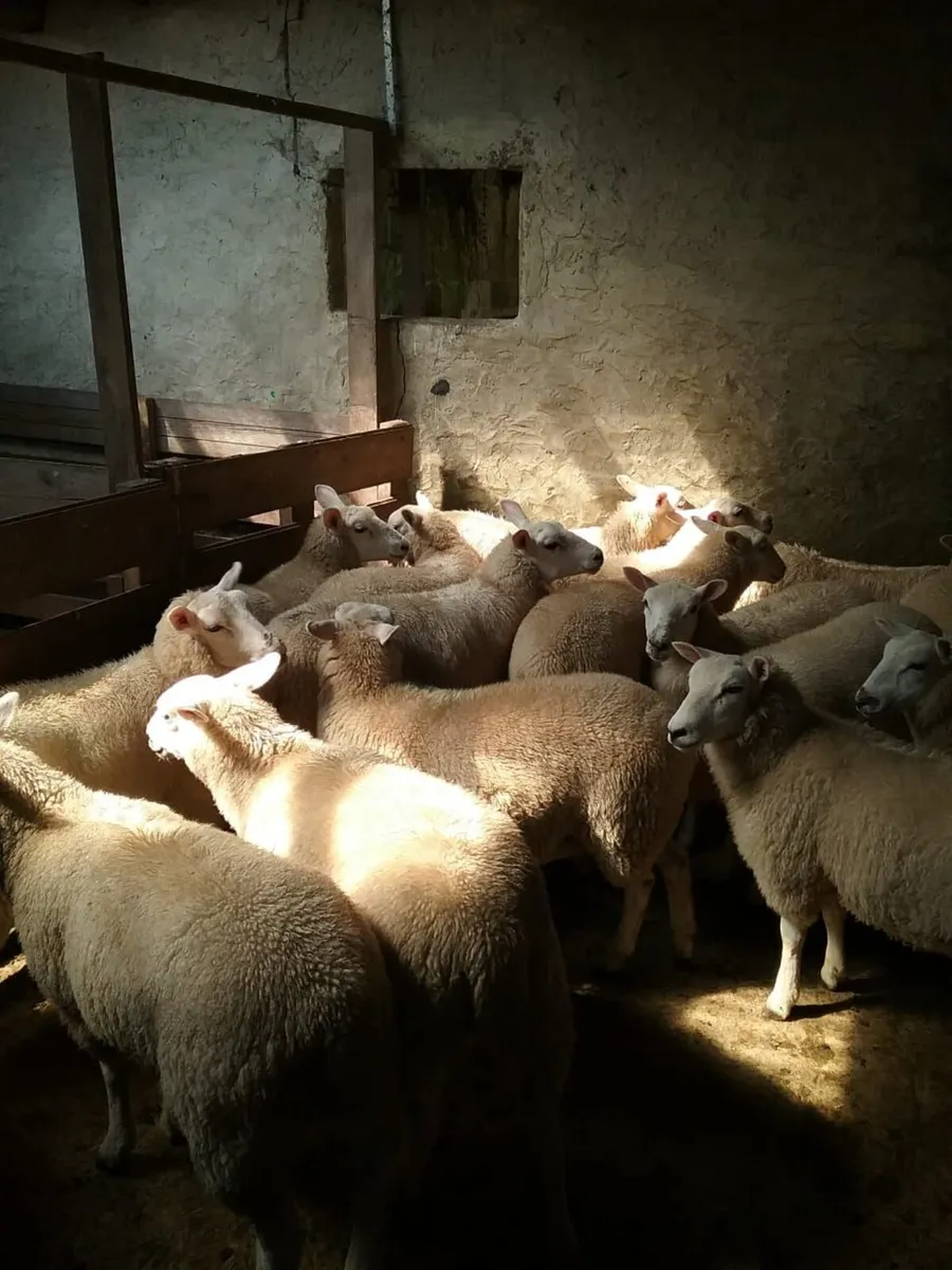 Lleyn store ewe lambs - Image 4