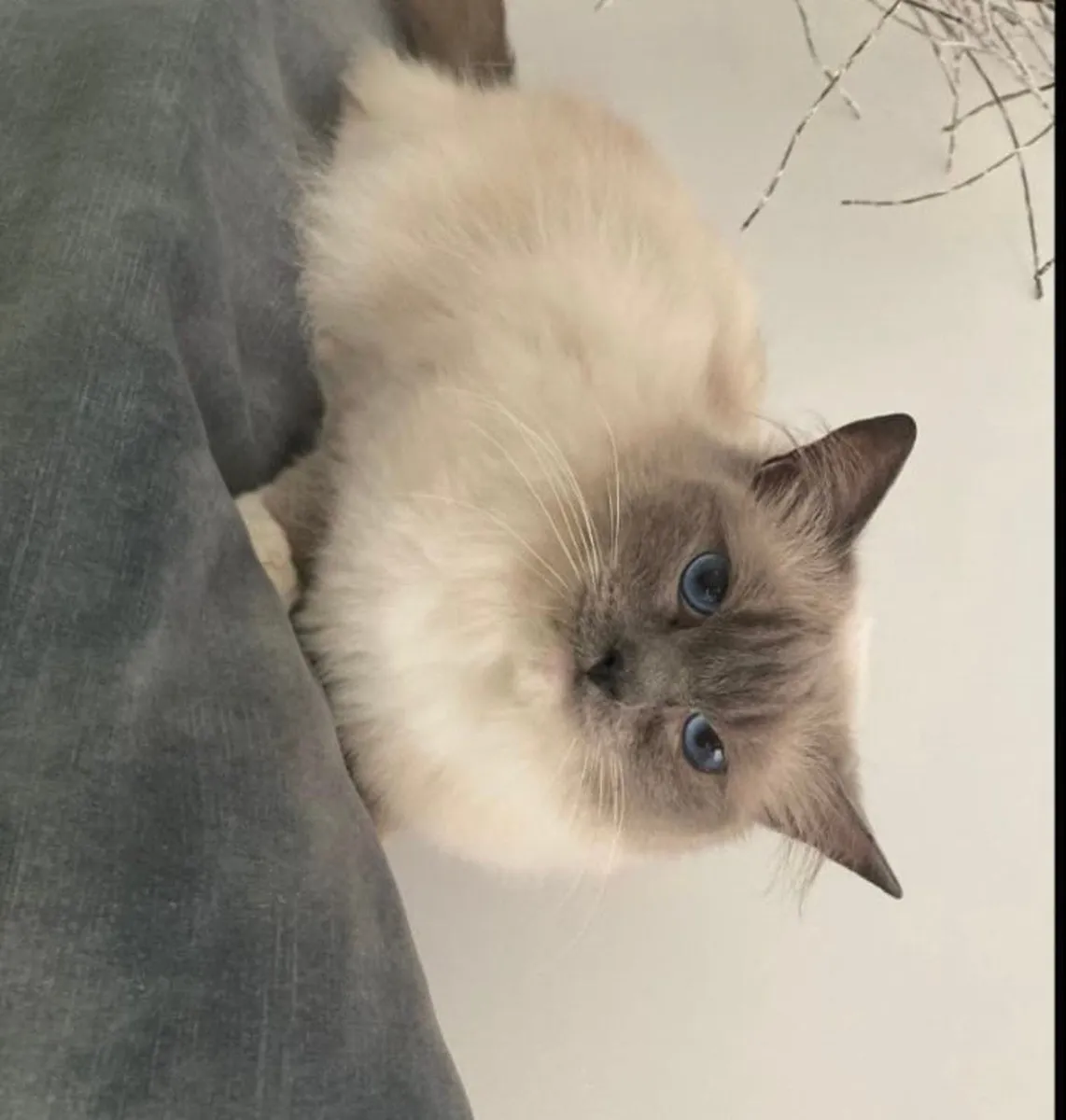 🐾 2 Male British Shorthair × Ragdoll Kittens 🐾 - Image 4