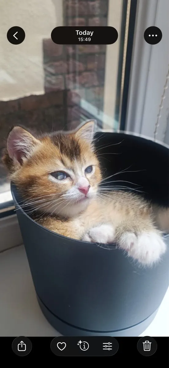 🐾 2 Male British Shorthair × Ragdoll Kittens 🐾 - Image 2