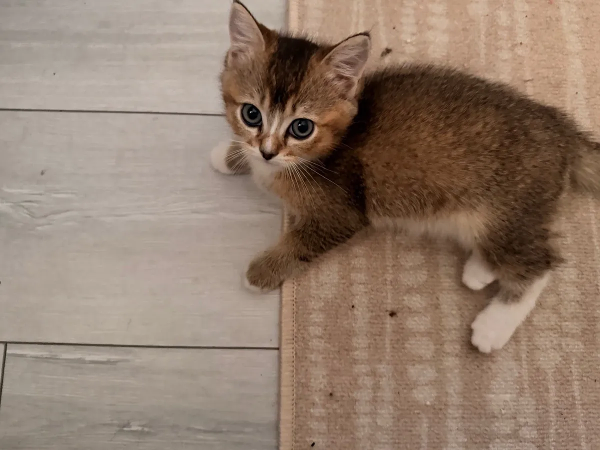 🐾 2 Male British Shorthair × Ragdoll Kittens 🐾 - Image 3