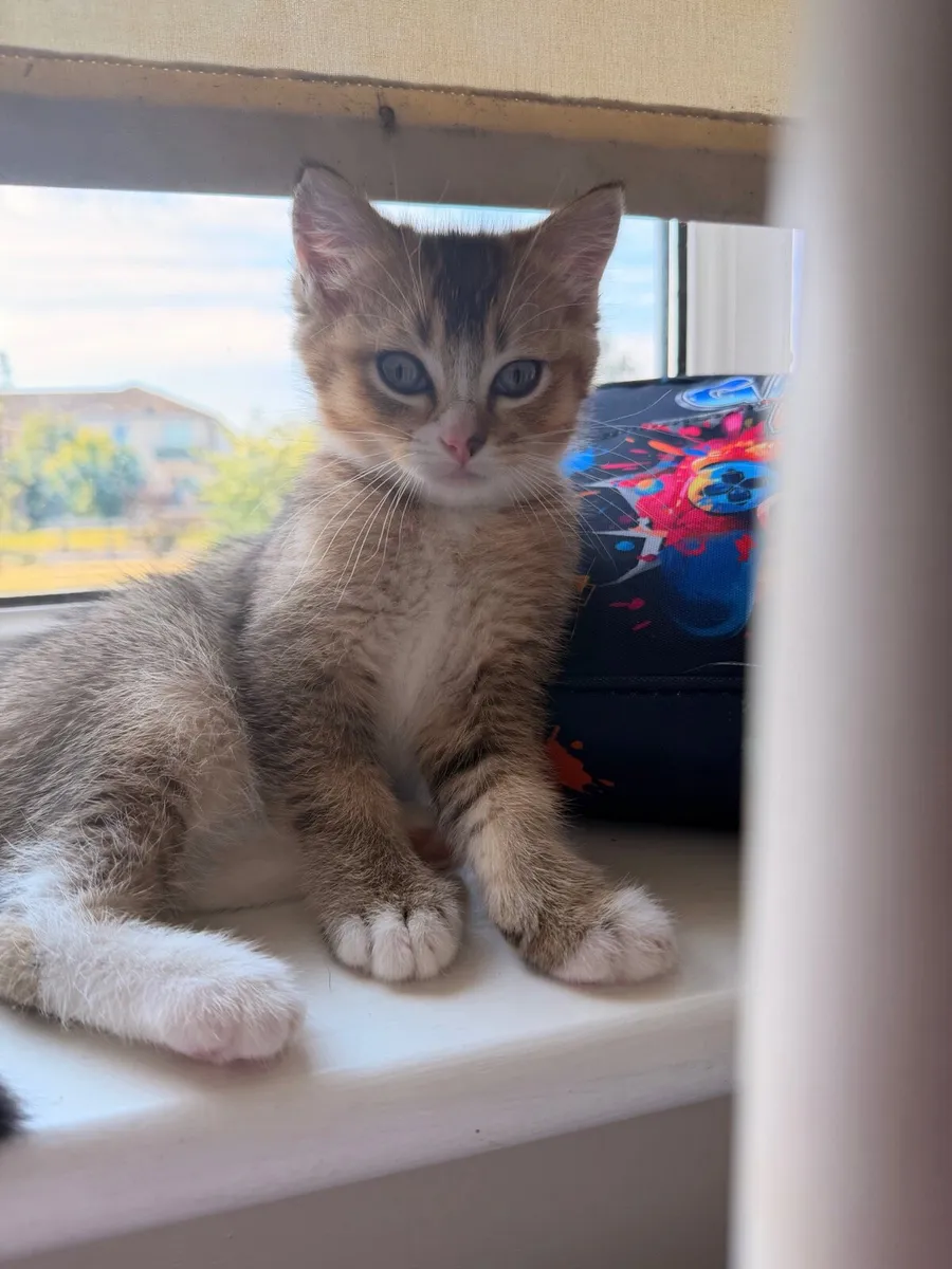 🐾 2 Male British Shorthair × Ragdoll Kittens 🐾 - Image 4