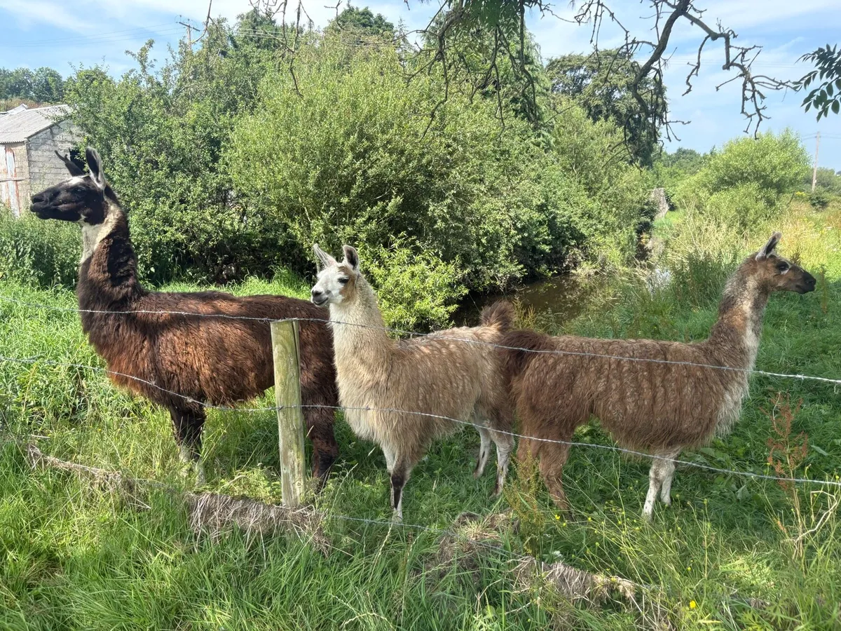 Llama - Image 2