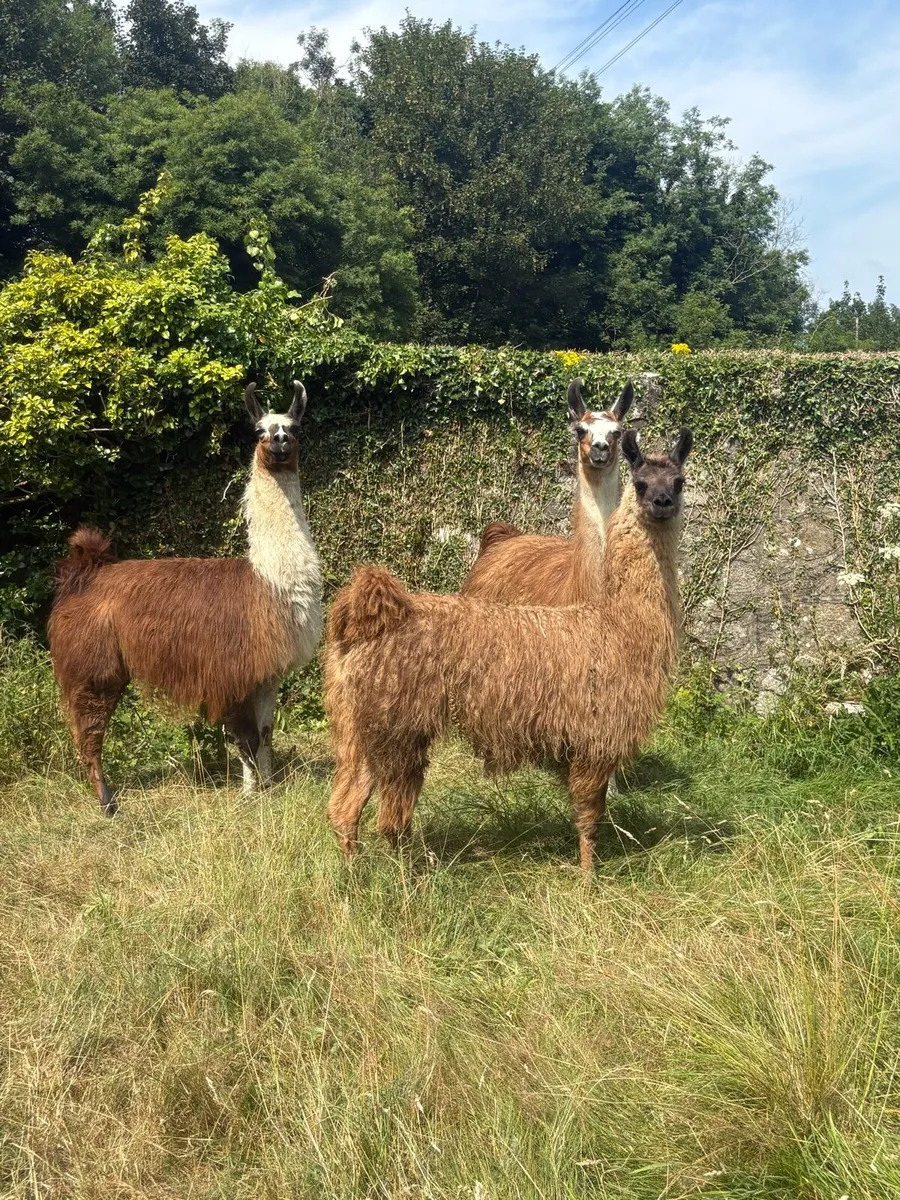 Llama - Image 3