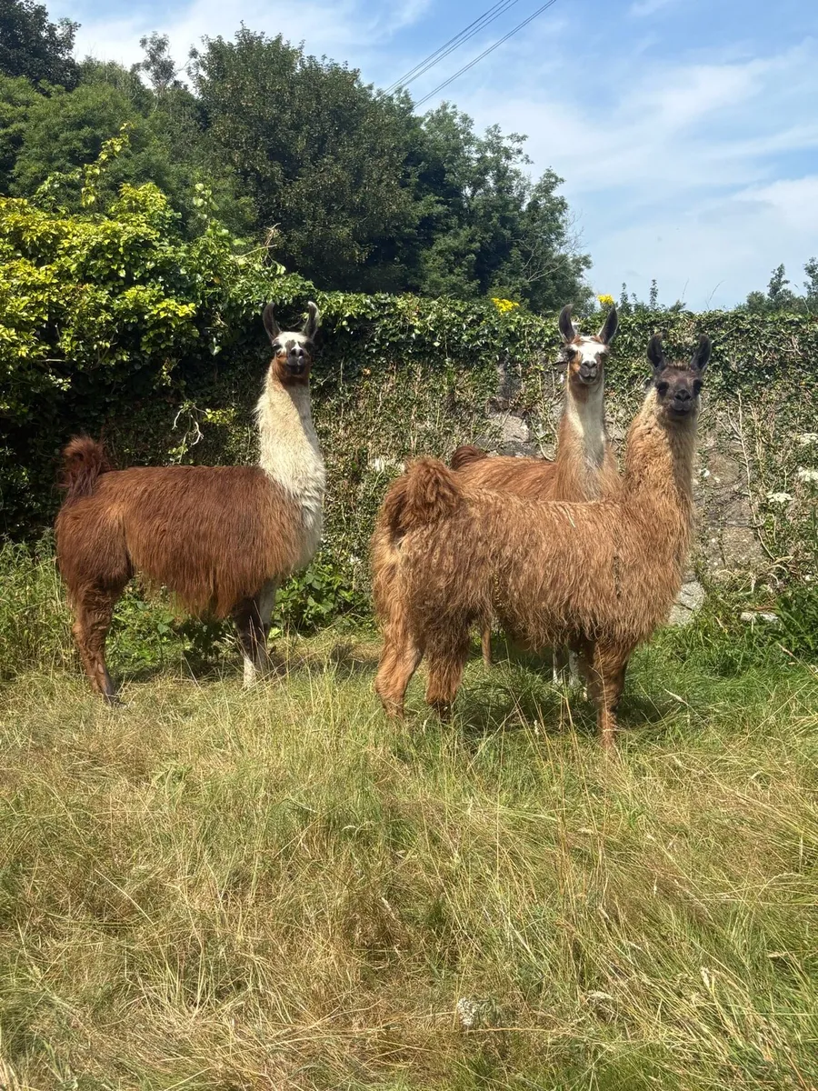 Llama - Image 4