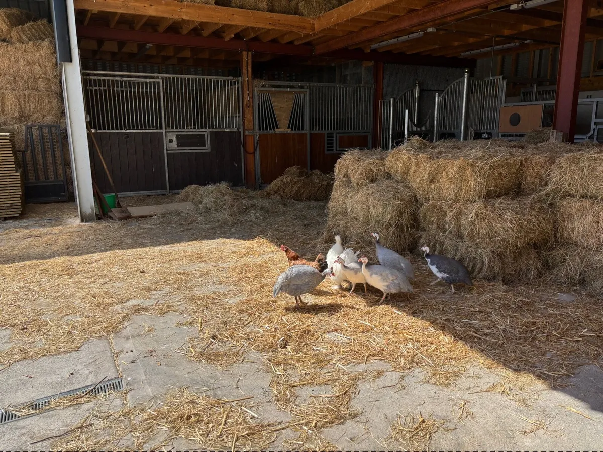 Poultry