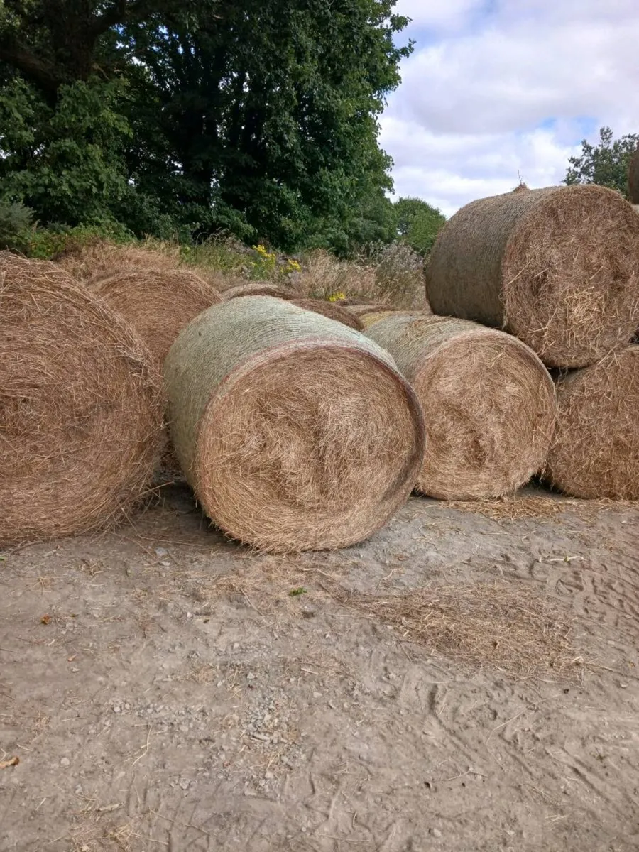 Hay for sale  €10 per bale - Image 2