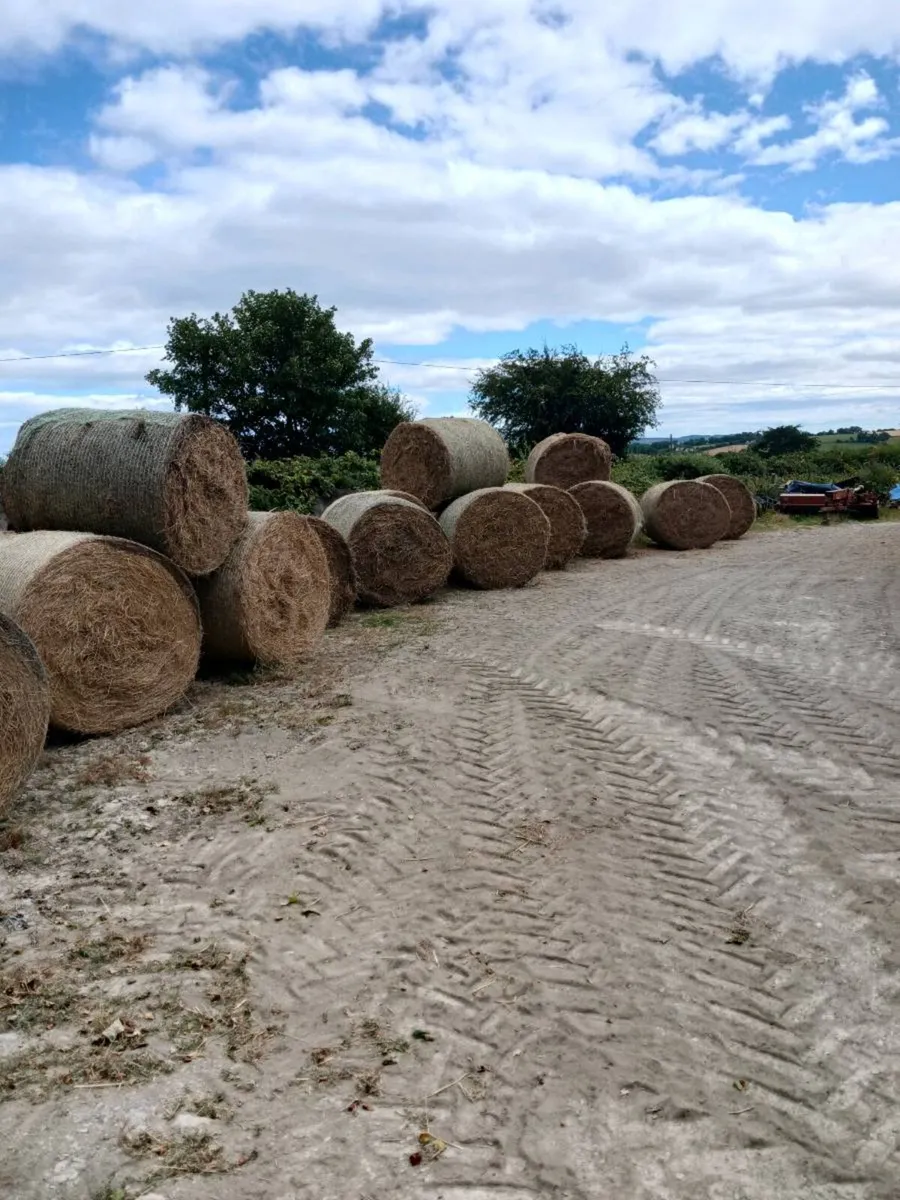 Hay for sale  €10 per bale - Image 3