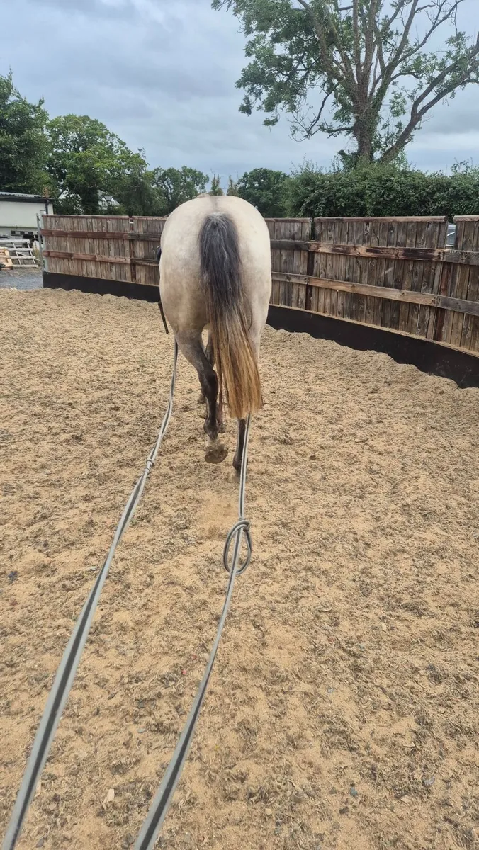 Connara cross 4 year old gelding - Image 3